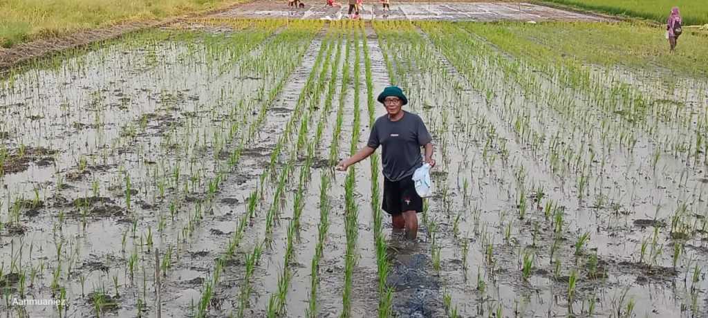 Inovasi Berlanjut, Pemkot Semarang dan BRIN Tanam Padi Biosalin dengan Sistem&nbsp;Tabela