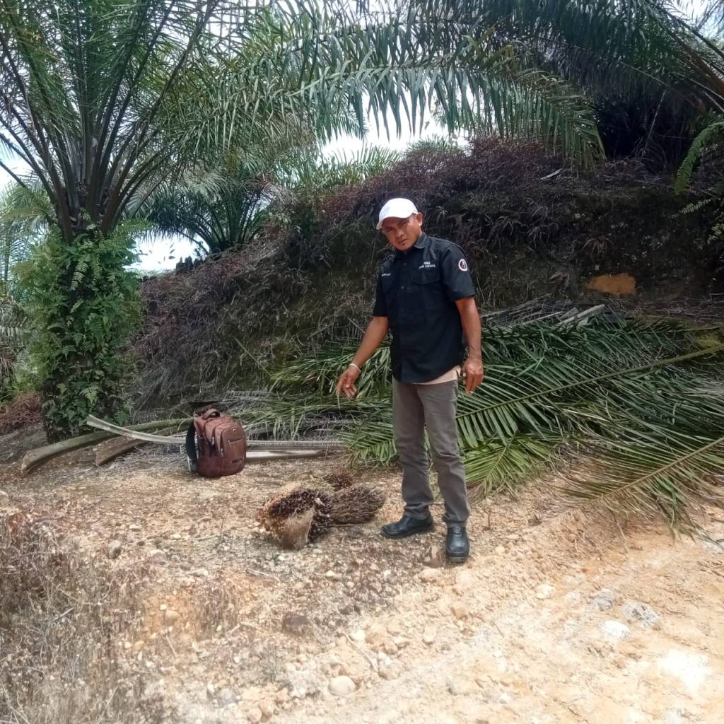 Perusakan Tanaman Kelapa Sawit Di Kebun Milik Sukadi di BLOK 18 AF&nbsp;4